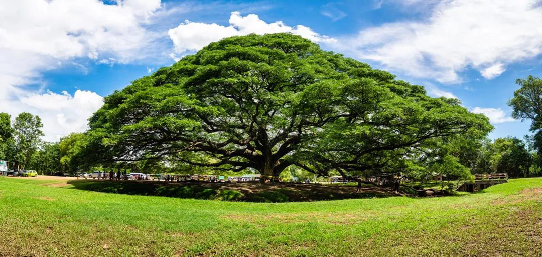 Samanea saman tropical Rain Tree, the source of Suar and Trembesi wood